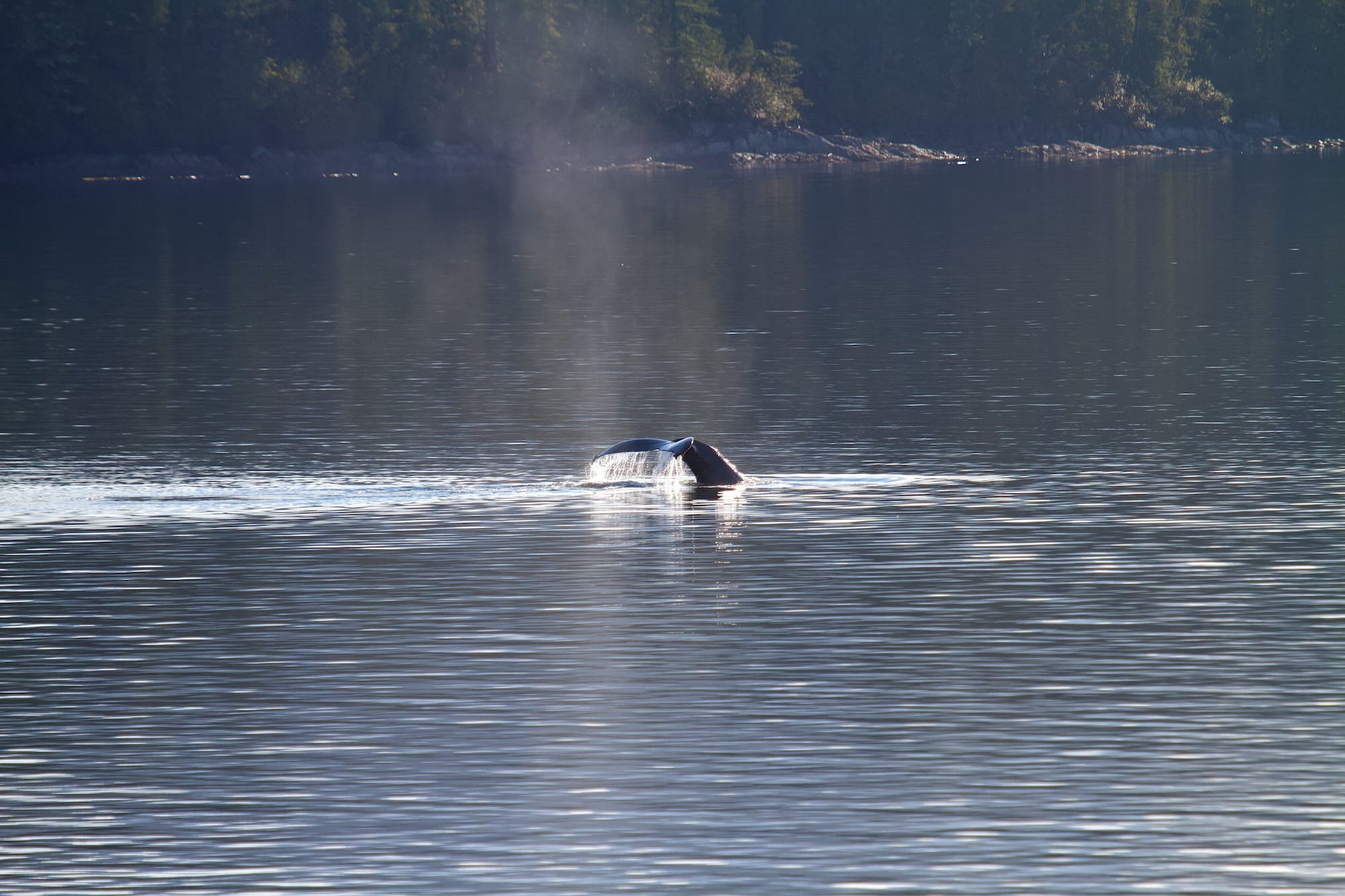 A whale surfaces in calm water, with its tail visible above the surface and a spout of mist rising into the air near a forested shoreline.