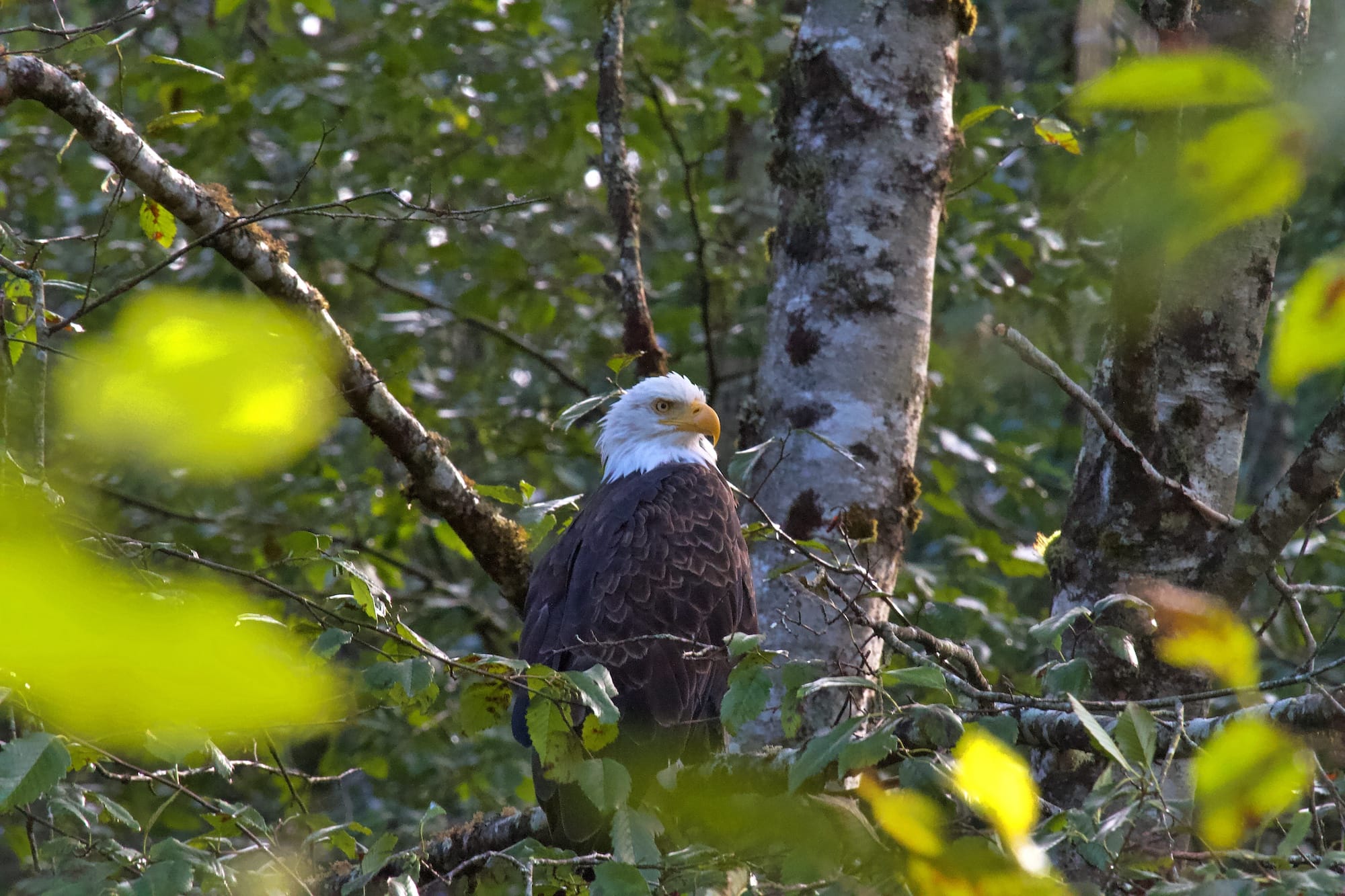 A bald eagle is perched on a branch in a forested area with green leaves and tree trunks visible in the background.